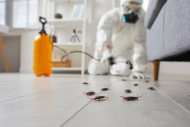 Commercial Rodent Management in Progress